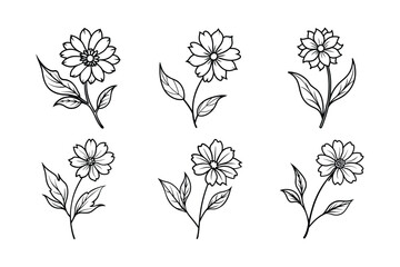 Coreopsis (Coreopsis spp.) fill and line art vector illustration
