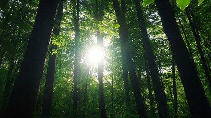 Obraz premium Sunlight streaming through tall trees in a lush green forest creating a serene atmosphere : Generative AI