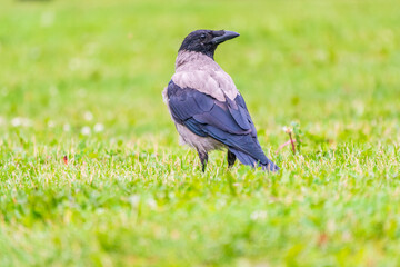 Hooded crow, corvus cornix, standing on the lawn in the spring or summer