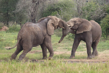 Obraz premium Afrikanischer Elefant / African elephant / Loxodonta africana.