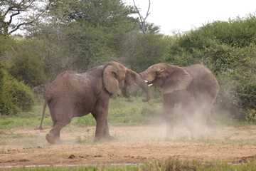 Afrikanischer Elefant / African elephant / Loxodonta africana.