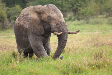 Afrikanischer Elefant im Schlamm / African elephant in the mud / Loxodonta africana