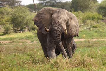 Obraz premium Afrikanischer Elefant im Schlamm / African elephant in the mud / Loxodonta africana