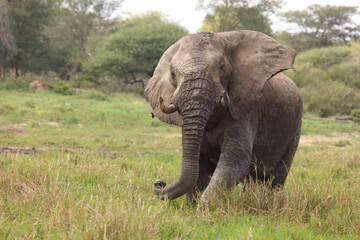 Afrikanischer Elefant im Schlamm / African elephant in the mud / Loxodonta africana