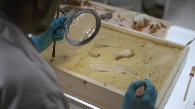 Close-up of gloved archaeologist using fine brush to excavate ancient fossils from sand tray under magnifying glass and carrying out detailed analysis in laboratory