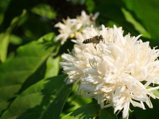 Honey bee on Robusta coffee blossom on tree plant with green leaf with black color in background. Petals and white stamens of blooming flowers