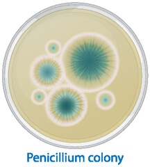 Penicillium Growth in Petri Dish