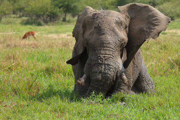 Afrikanischer Elefant im Schlamm / African elephant in the mud / Loxodonta africana