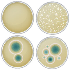Penicillin Growth in Petri Dishes