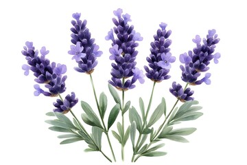 Naklejka premium lavender flowers isolated on white