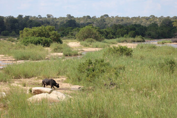 Krüger Park - Afrikanischer Busch / Kruger Park - African bush /