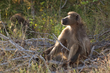 Bärenpavian / Chacma baboon / Papio ursinus