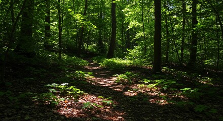 Obraz premium Sun Dappled Forest Path: A Serene Nature Trail in Lush Green Woods