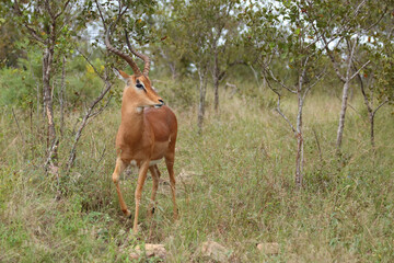 Schwarzfersenantilope / Impala / Aepyceros melampus