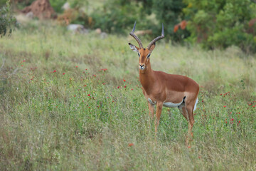 Schwarzfersenantilope / Impala / Aepyceros melampus