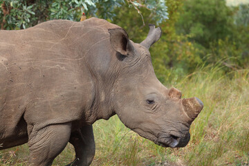 Obraz premium Breitmaulnashorn / Square-lipped rhinoceros / Ceratotherium simum.