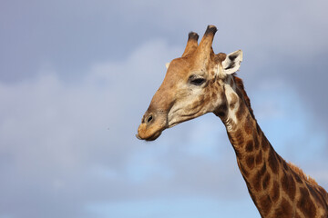Giraffe / Giraffe / Giraffa camelopardalis