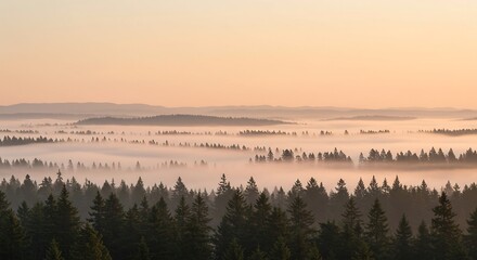 Fototapeta premium Misty Sunrise over Evergreen Forest - Serene Nature Landscape Photography