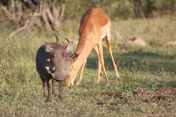 Warzenschwein / Warthog / Phacochoerus africanus