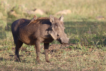 Warzenschwein und Rotschnabel-Madenhacker / Warthog and Red-billed oxpecker / Phacochoerus africanus et Buphagus erythrorhynchus