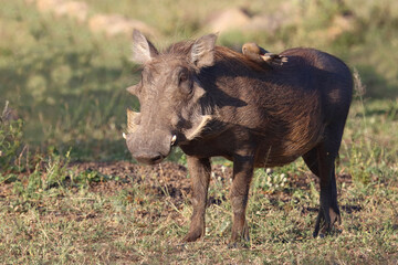 Warzenschwein / Warthog / Phacochoerus africanus