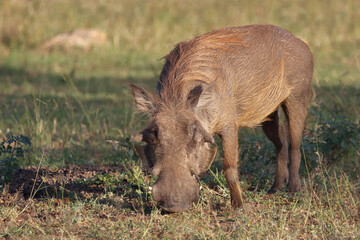 Warzenschwein / Warthog / Phacochoerus africanus
