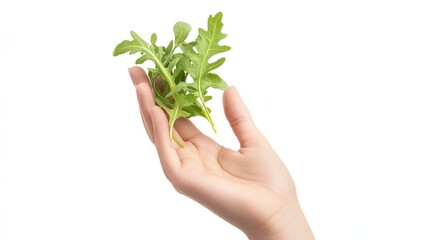 A fresh bunch of arugula leaves held in hand, isolated on a clean white background.