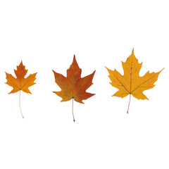 Golden Autumn Leaves Falling in a Peaceful Forest Setting