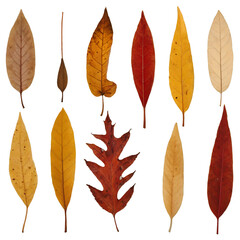 Beautiful Autumn Leaves in Vibrant Fall Colors