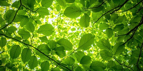 A dense rainforest canopy with sunlight filtering through vibrant green leaves.