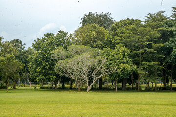 Park Landscape with Lush Greenery, Tall Trees, and Open Spaces Offering a Tranquil Environment for Outdoor Relaxation and Activities.