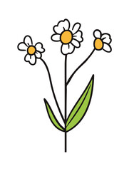 Three delicate daisies bloom on a single stem.