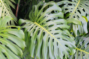 Large Monstera Plant Leaves In Hawaii