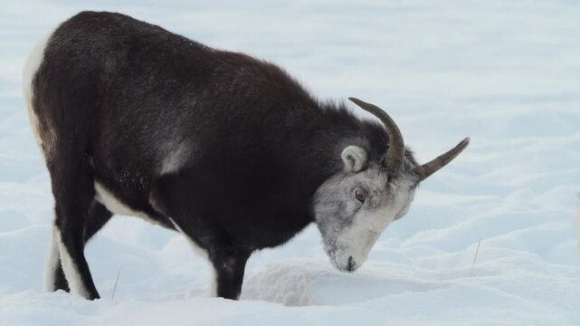 A herd of Dall sheep gathers on a snowy Yukon hillside in Canada. Their thick coats and sure-footed steps define true North American wildlife, braving a punishing winter climate.