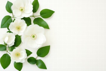 Fototapeta premium Elegant White Flowers and Green Leaves on Soft Background