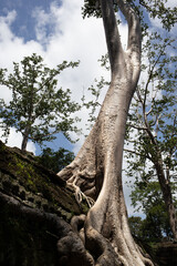 Obraz premium The roots of a banyan tree growing on Ta Prohm, the Tomb Raider Temple, in Angkor, Cambodia