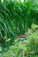 Lush Elephant Grass with Dewy Leaves in a Sunlit Field for Mockup Design