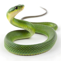 Fototapeta premium Green Snake.