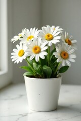 Fototapeta premium A pot of fresh chamomile flowers on a marble countertop, pot, countertop, simplicity