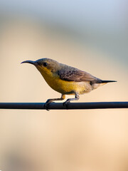 yellow wagtail on a branch