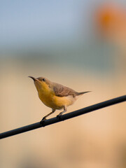 robin on a branch
