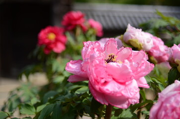 【奈良】長谷寺に咲く牡丹
