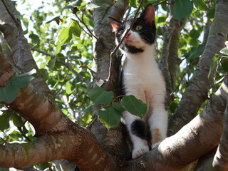 Beautiful multicolor cat on top of tree 
