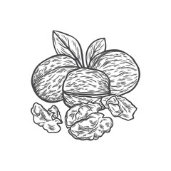 Illustration of walnuts in engraving style