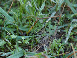 spider web on the grass. close up