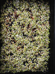 little green head growing in tray,baby plant,Micro green vegetable