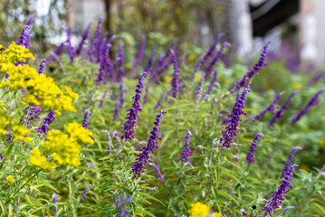 名古屋港ワイルドフラワーガーデンブルーボネット