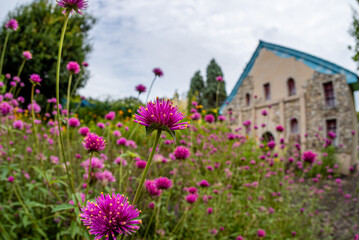 名古屋港ワイルドフラワーガーデンブルーボネット