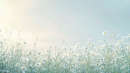Fototapeta premium Lush Sky Background with Delicate Sprigs of Chamomile and Grass