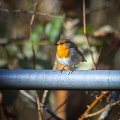European robin on a metal rail with blurred background.